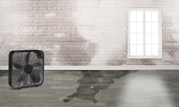 Best Sewage cleanup and water damage restoration  in Forest View, IL