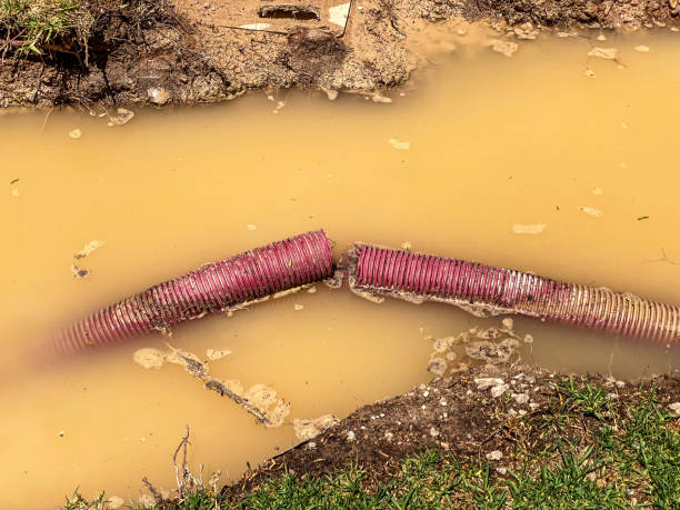 Best Flood restoration services  in Forest View, IL